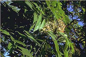 Ailanthus Close-up