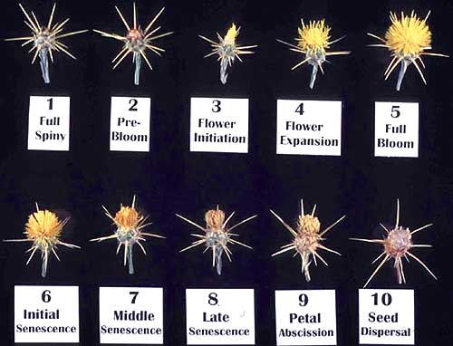 YST Flower Stages