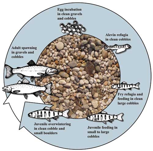 Salmon Habitats